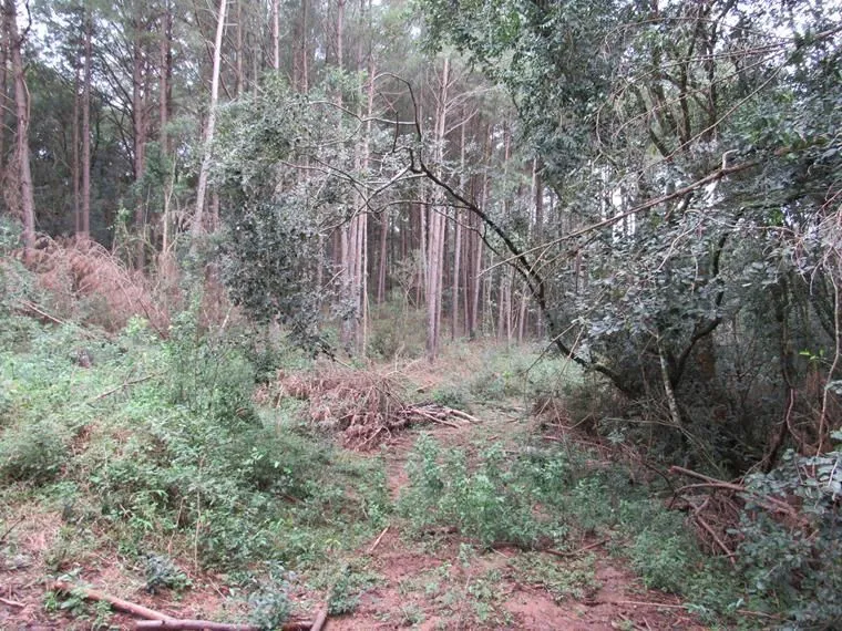 Imagem Área 53851,44 m² no Beco da Paixão Bairro Lomba do Pinheiro