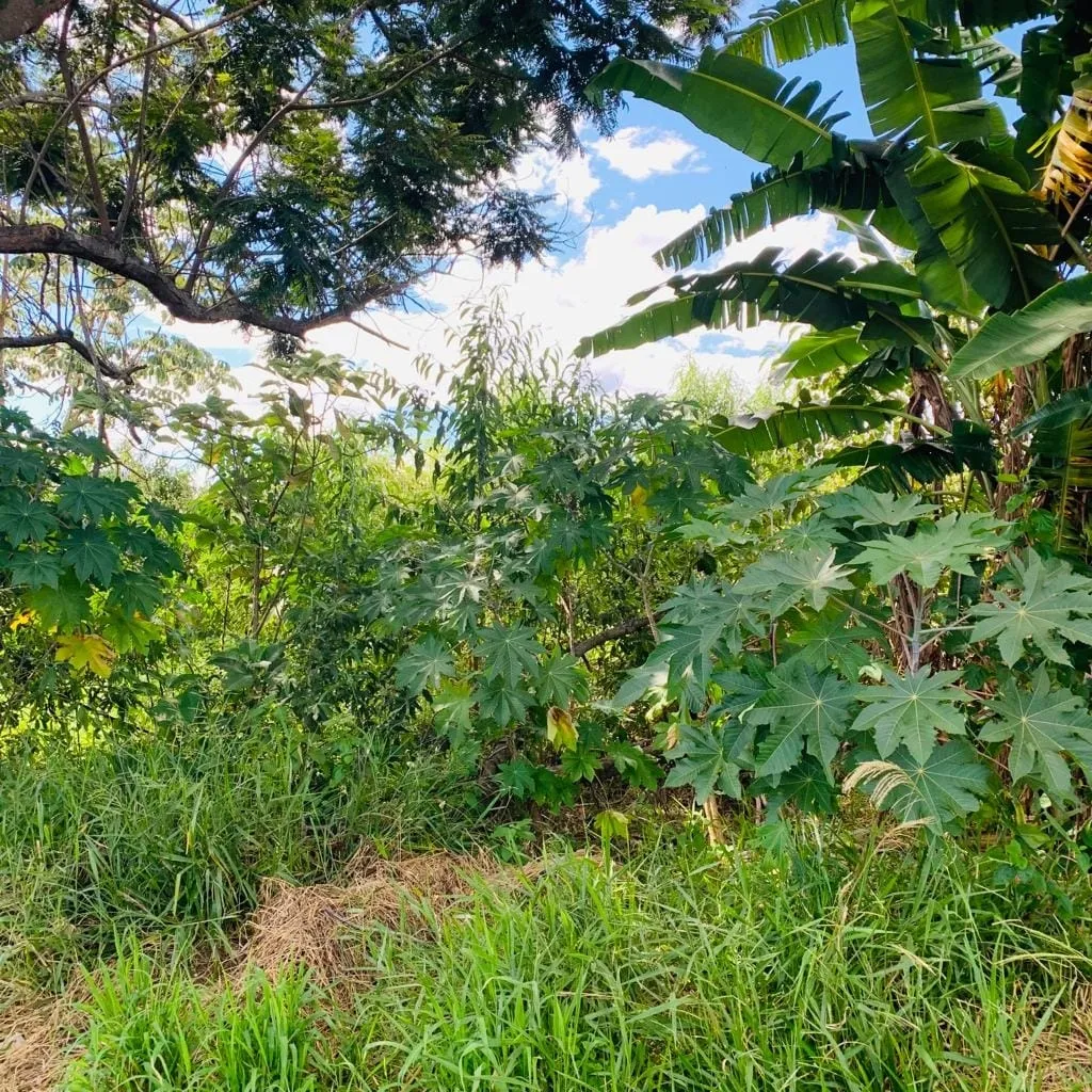 Imagem Terreno à venda 250M², Vitória Vale II, Pindamonhangaba - SP