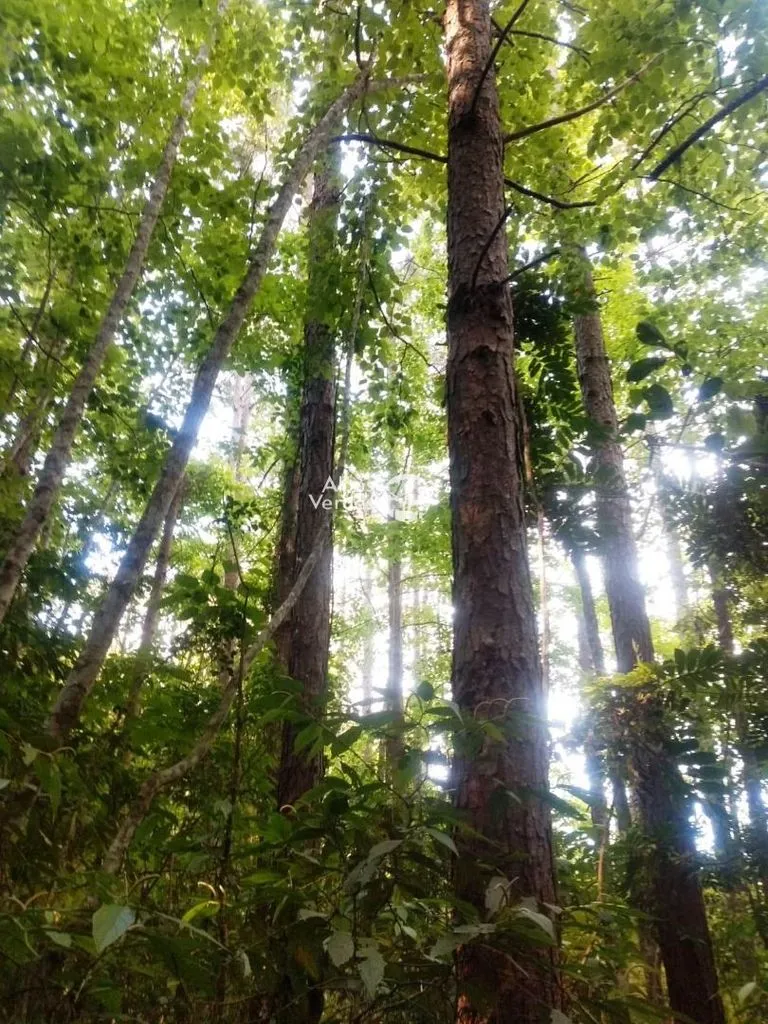 Imagem Terreno à venda por R$ 600.000 - Canela/RS