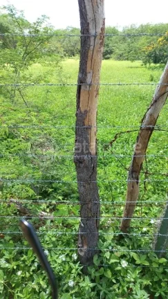 Imagem Fazenda à venda em Jandaíra - 300 hectares com alto potencial produtivo
