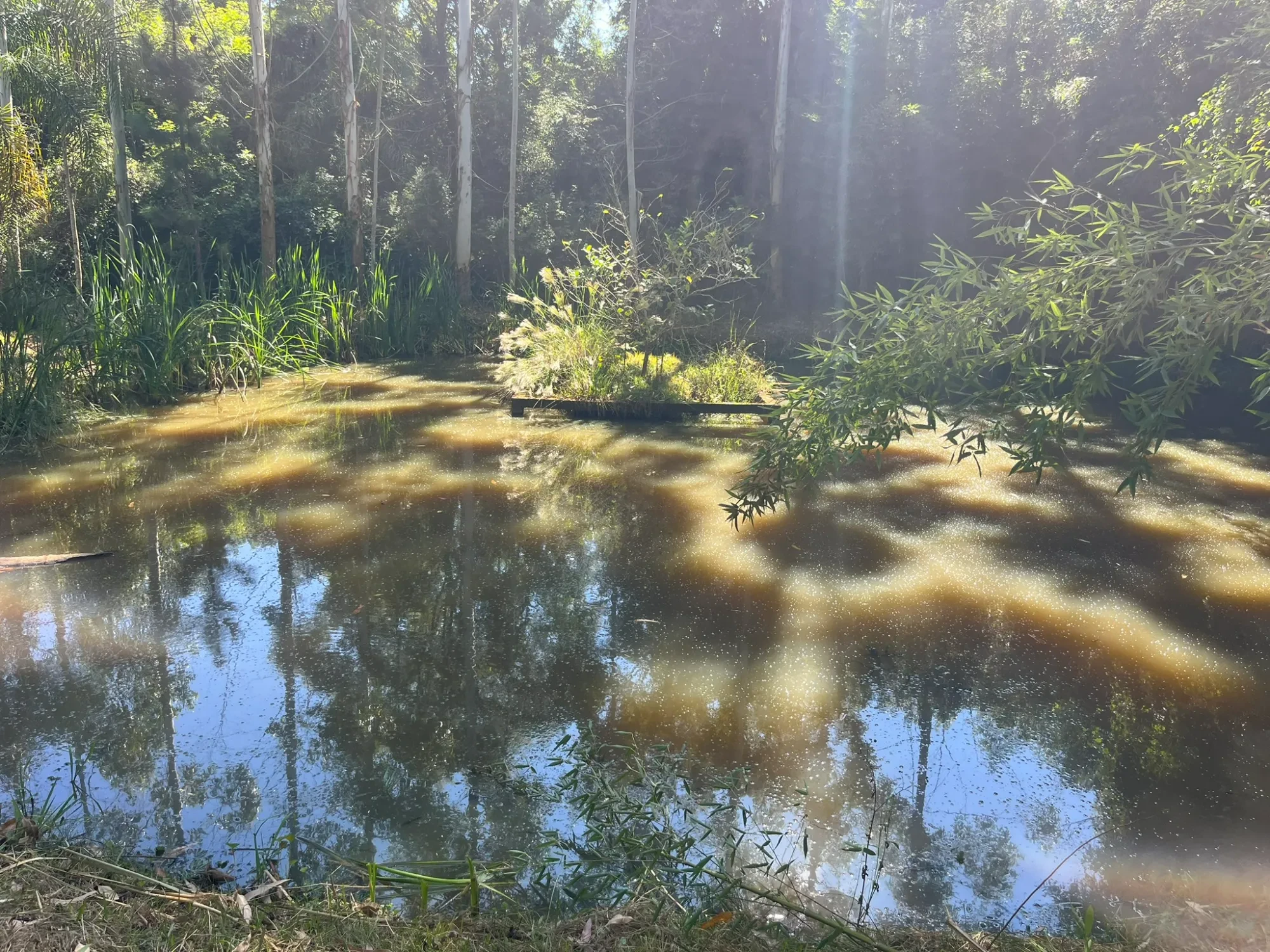 Imagem Chácara com 3 Quartos à Venda, 8000 m² em Campina do Taquaral - São José dos Pinhais