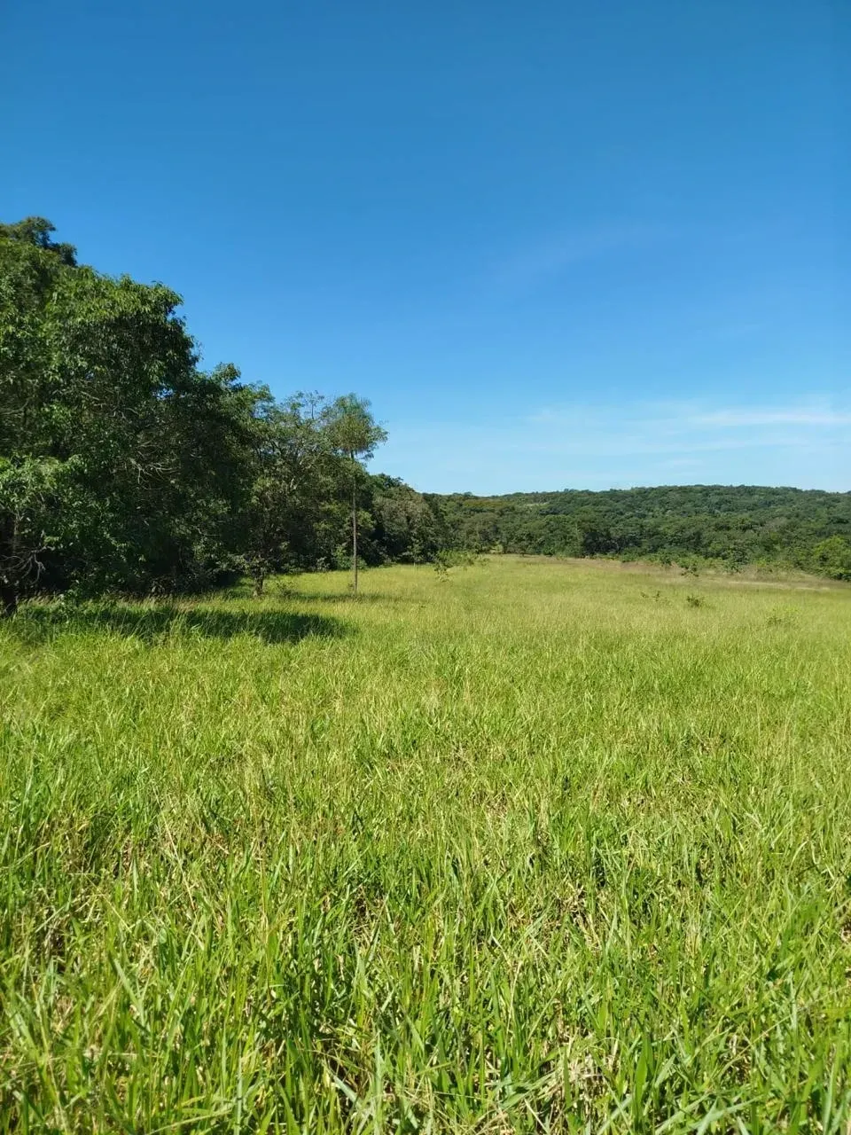 Imagem Fazenda à Venda, 28 Alq. GO em Área Rural de Itumbiara - Itumbiara