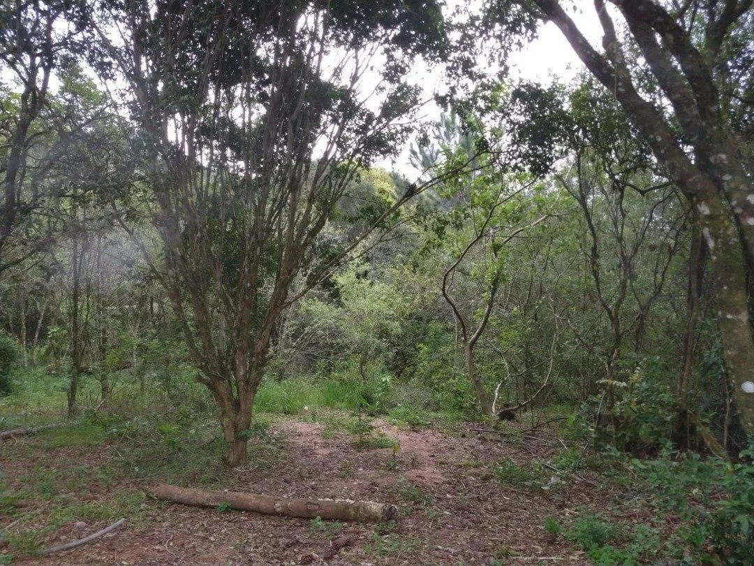 Imagem Área 4,69ha | Bairro Belém Velho