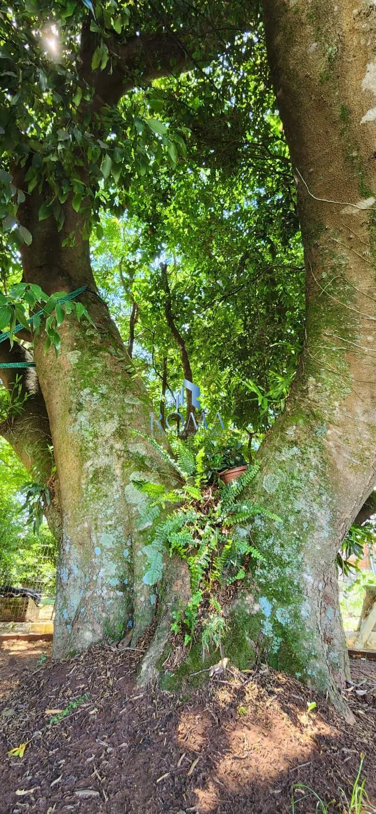 Imagem Sítio 3 dormitórios à venda Pains Santa Maria/RS