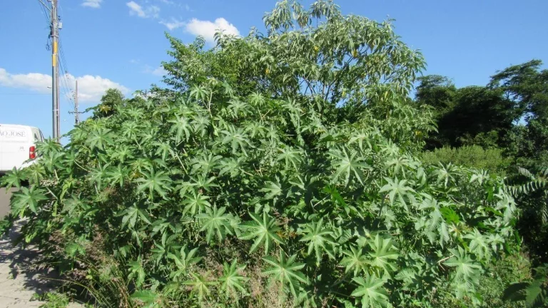 Imagem Terreno para Venda em Concórdia, Jardim