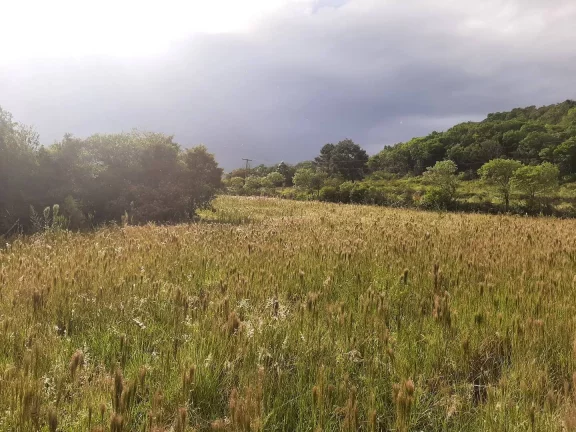 Imagem OPORTUNIDADE ÚNICA!!! 12 Hectares, Linha Doutor Flores, Sertão Santana