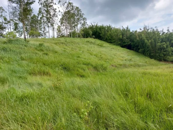 Imagem VENDO FAZENDA COM 30 ALQUEIRES EM SILVA JARDIM, AGUA POR GRAVIDADE