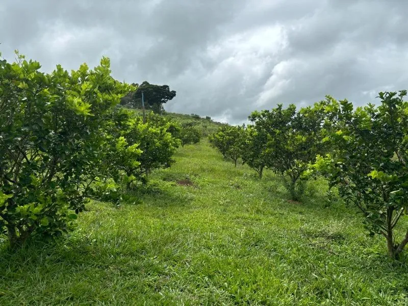 Imagem Vende-se Maravilhoso Sítio em Entre Rios de Minas - com 10 hectares de terra