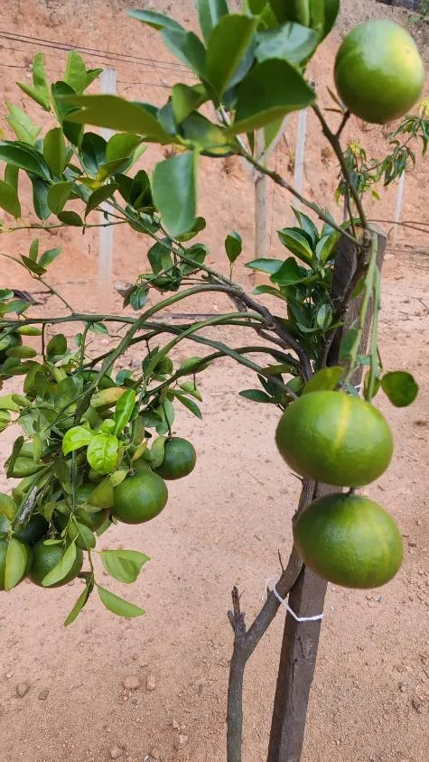 Imagem Linda chácara à venda em Contagem/MG com 2.400 m² em condomínio fechado