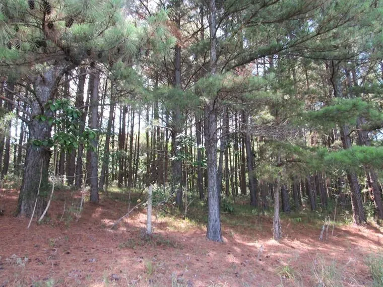 Imagem Área 53851,44 m² no Beco da Paixão Bairro Lomba do Pinheiro