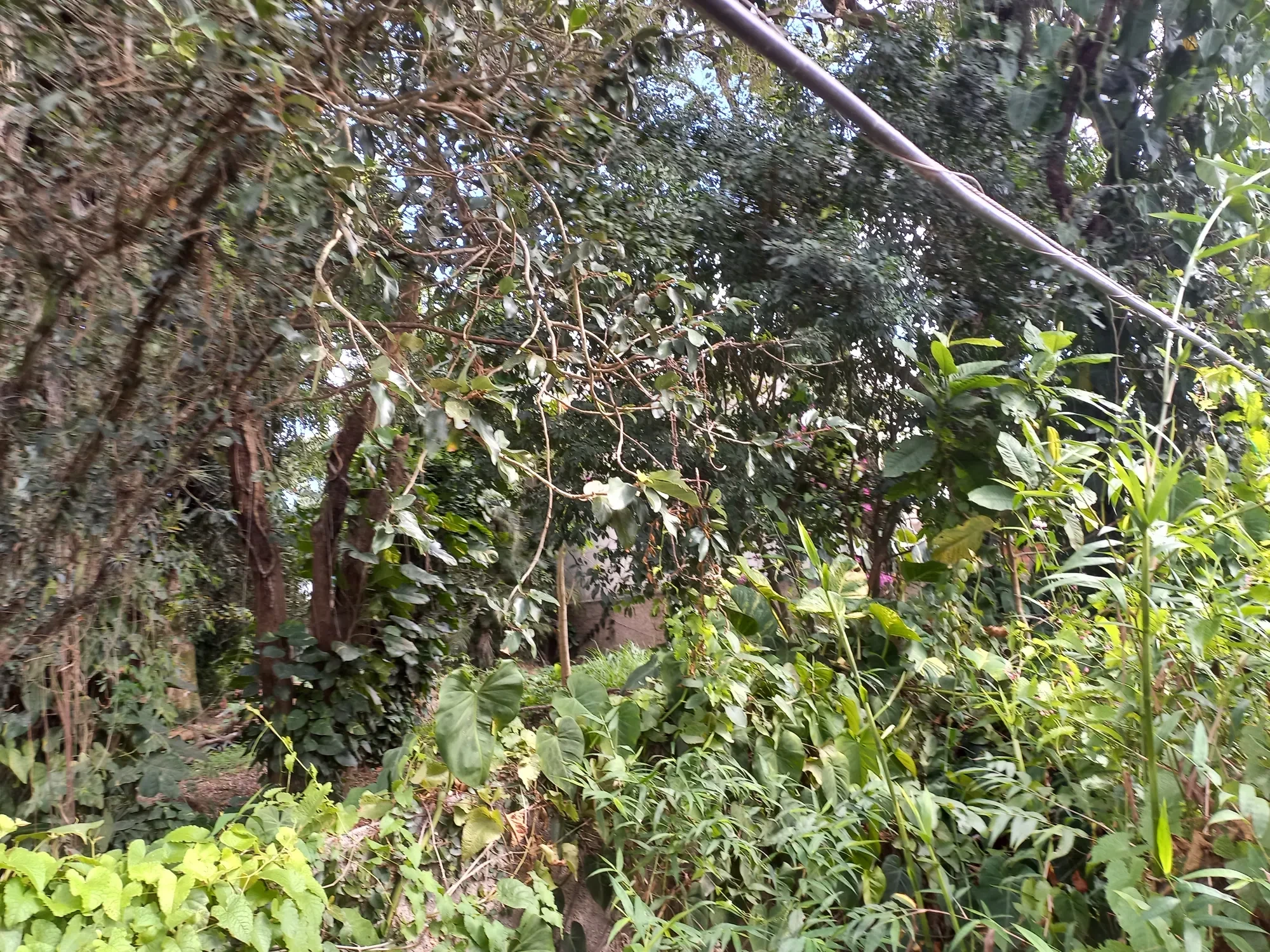 Imagem Terreno à Venda, 1196 metros em Itaipu - Niterói