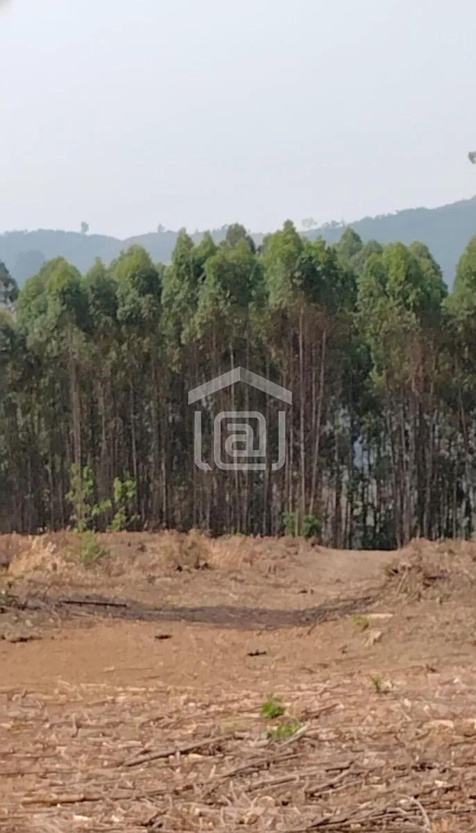 Imagem Sítio 24 m² à venda em Pocinhos do Rio Verde, Caldas