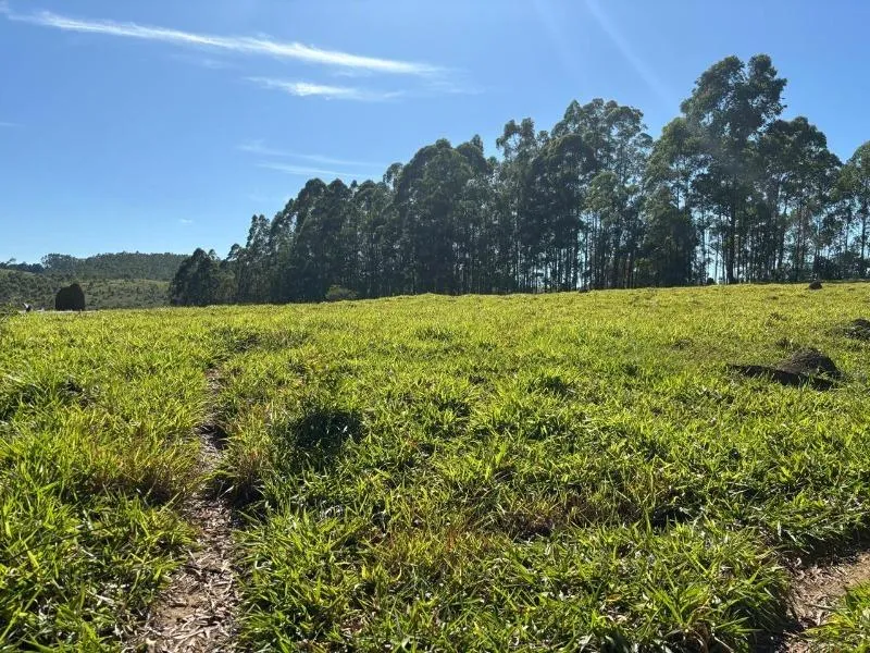 Imagem FAZENDA À VENDA - DESTERRO DE ENTRE RIOS (MG) 51 hectares de área total