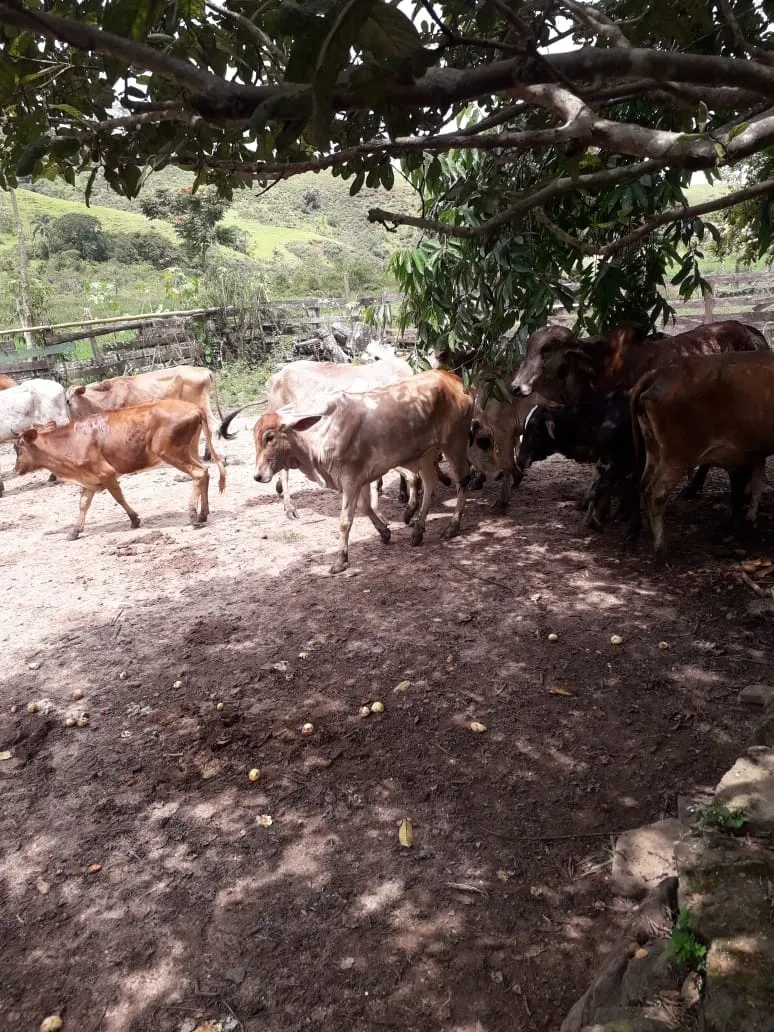 Imagem Chácara para Locação 840000M², Mandú, Pindamonhangaba - SP