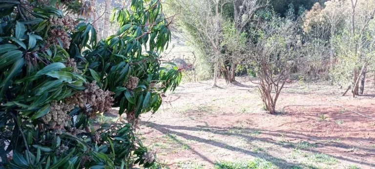 Imagem Chácara à Venda