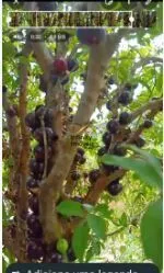 Sítio à venda no bairro Ravena - Sabará/MG