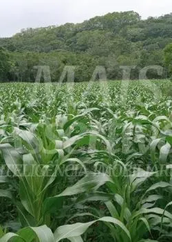 Imagem Excelente Sítio à venda em Aguapés, Osório/RS - 16 hectares