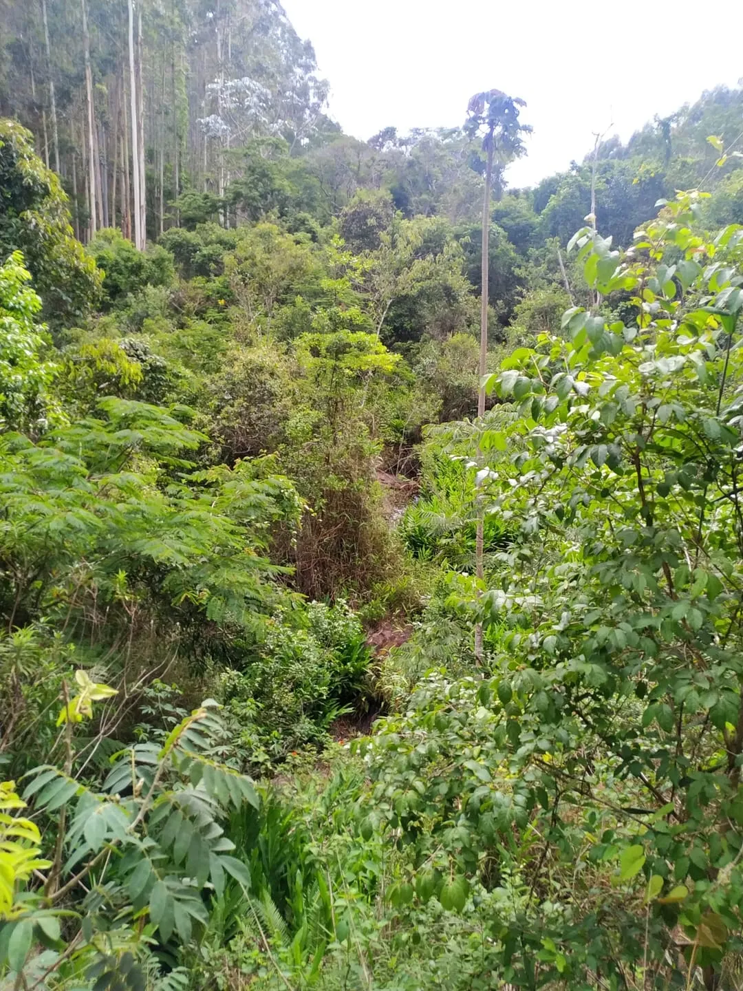 Imagem Chácara à venda 1700000M², Centro, São Luiz do Paraitinga - SP