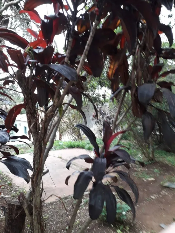 Imagem Casa para Venda em São Paulo, Perdizes, 7 dormitórios, 2 suítes, 4 banheiros, 4 vagas