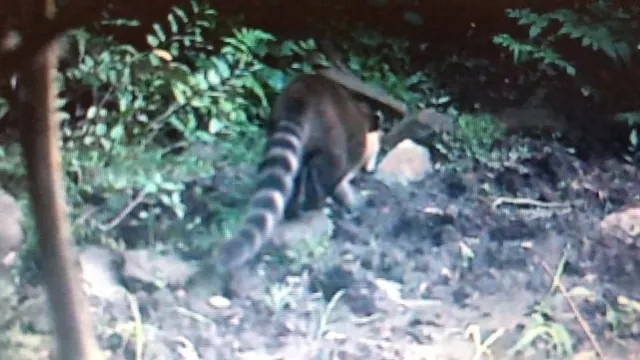 Imagem Sitio dos sonhos em Salto de Pirapora