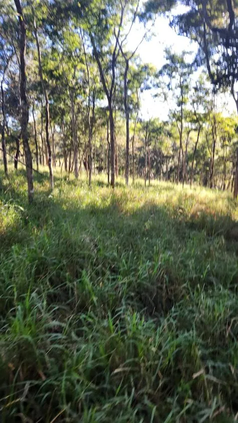 Imagem Vende-se excelente terreno em Bonfim/MG com Área total de 23 hectares, toda formada