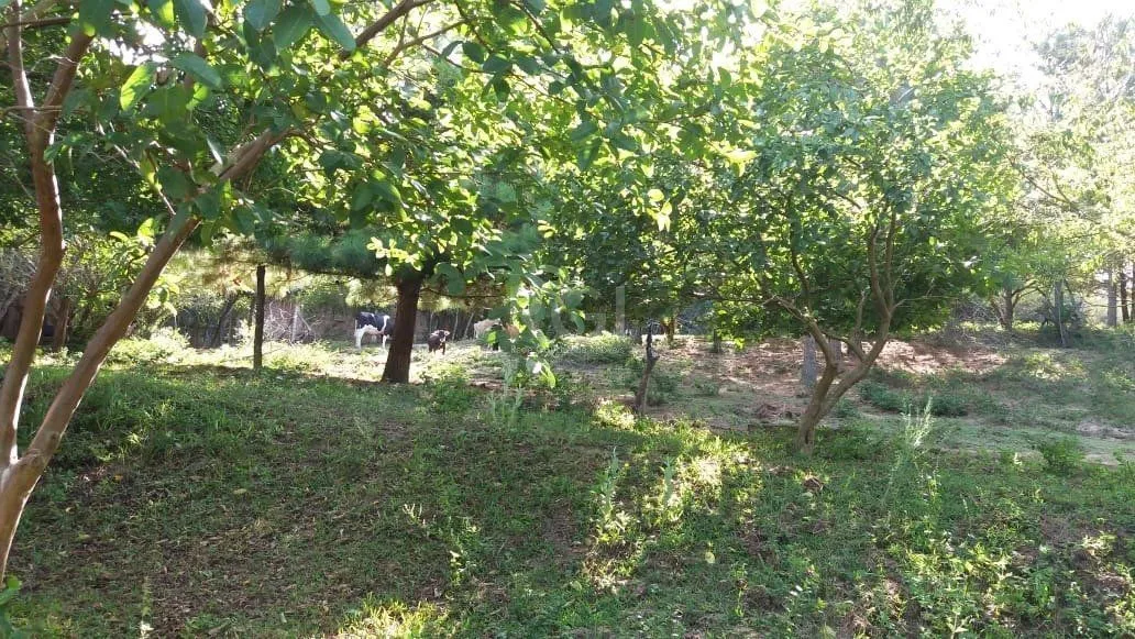 Imagem Terreno para Venda - 0m², 0 dormitórios, Boa Vista do Sul