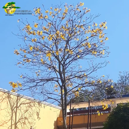Imagem CASA TÉRREA COM 125M² CONSTRUÍDA AO LADO DO HORTO FLORESTAL