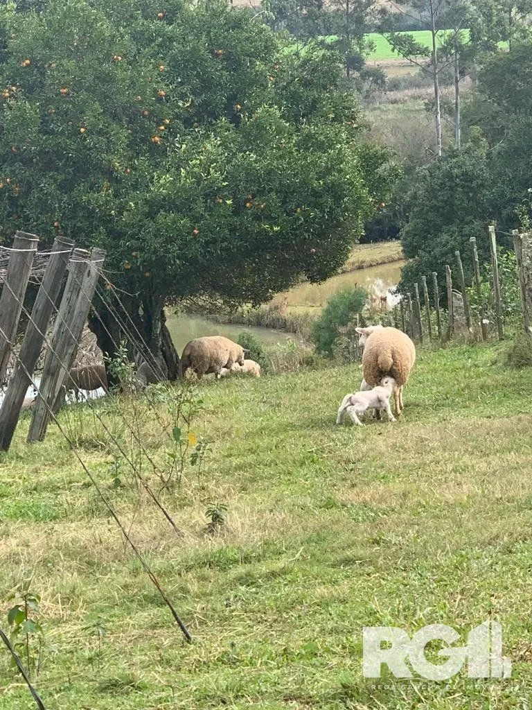 Imagem Excelente Sitio de 22 Ha em Mariana Pimentel.