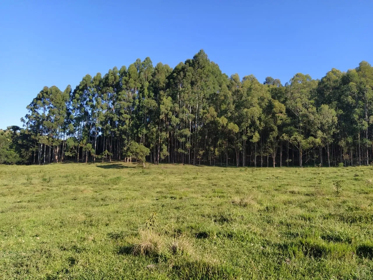 Imagem Chácara à venda 20000M², Aparição, Cunha - SP