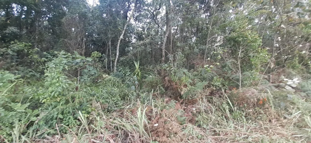 Imagem Projeto pioneiro de compensação ambiental em Piedade, SP!