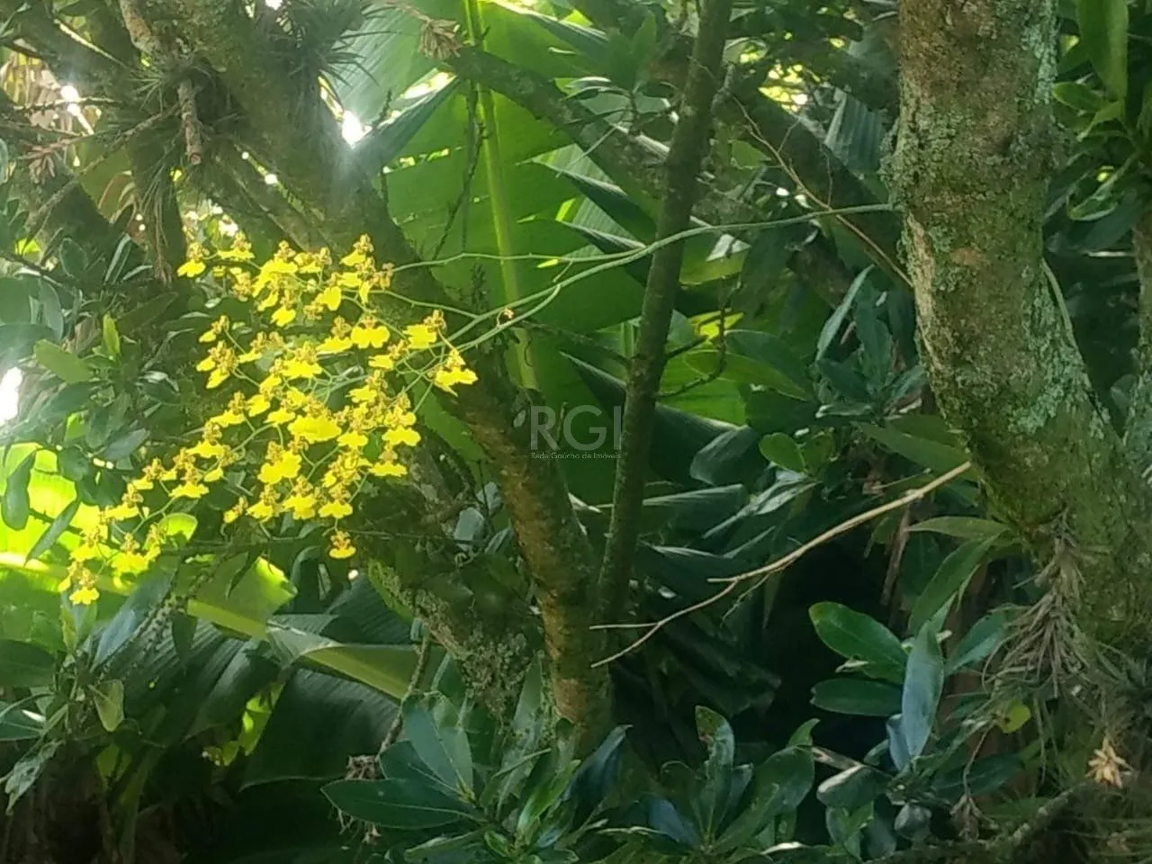 Imagem Terreno a venda no bairro Gloria - Av. Oscar Pereira