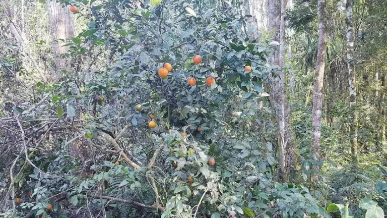 Imagem Área Rural 5 Alqueires - 3 Barras de Cima - Bateias!