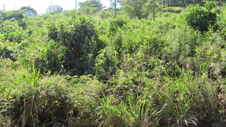 Imagem Terreno para Venda em Concórdia, Colibri