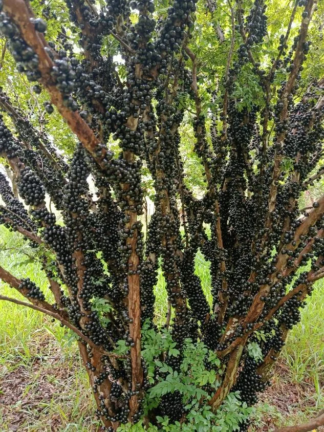 Imagem Vende-se Sítio na MG-050 ( São Sebastião d oeste ) 9,6 hectares de área
