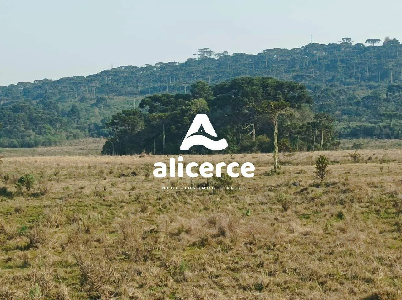 Imagem Fazenda Produtiva à Venda em São Joaquim/SC | 3.200 Macieiras | Araucárias | Lago | Nascente | Exclusividade Imobiliária Alicerce