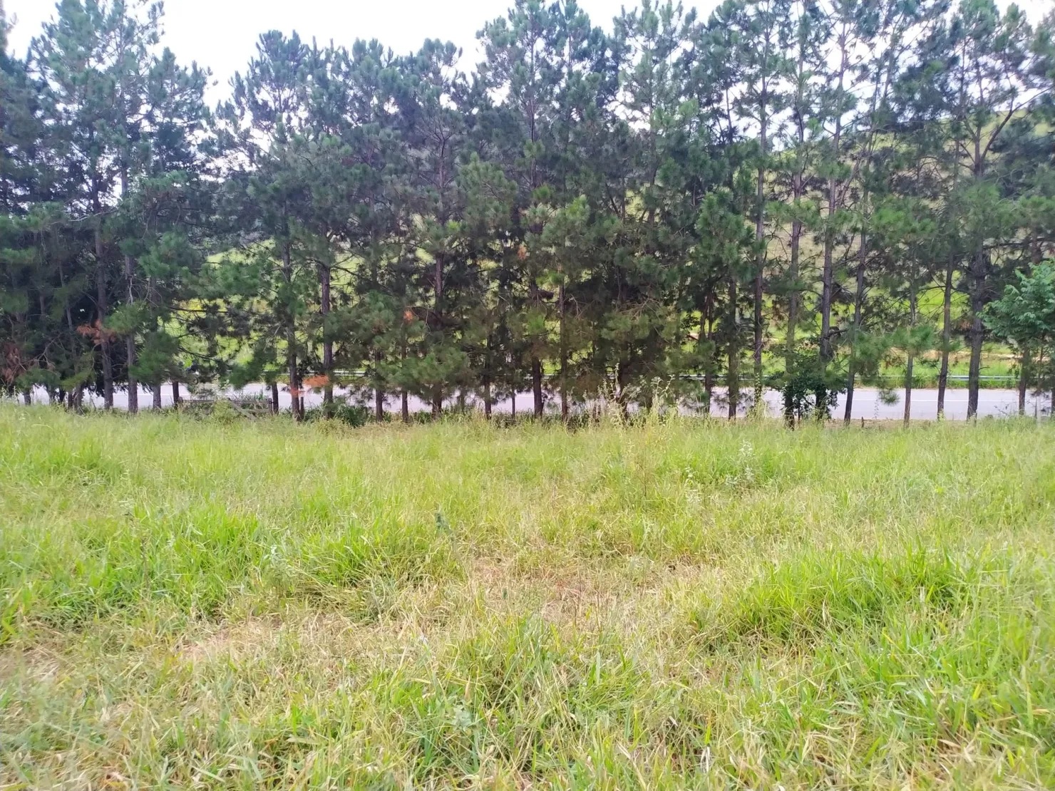 Imagem Chácara à venda 30000M², Zona Rural, Silveiras - SP