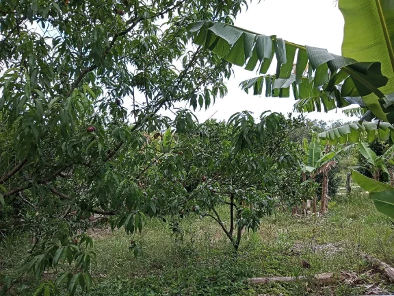 Imagem Sítio Rural com 3.6 hectares, açude, localizado no Capão da porteira