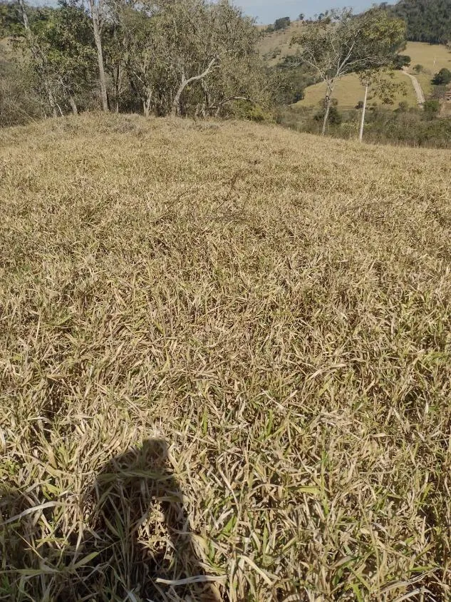 Imagem Terreno à Venda em Crucilândia 3 Hectares de terra