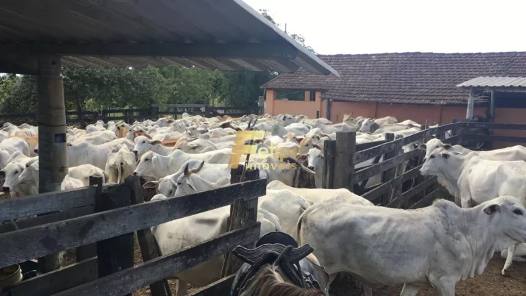 Imagem EXCELENTE FAZENDA A VENDA PORTEIRA FECHADA EM ARARUAMA/RJ.
