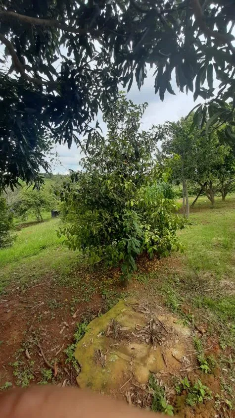 Imagem Vendo Lindíssimo Sítio em Itatiaiuçu/MG com 2 hectares (20.000 m²) de área
