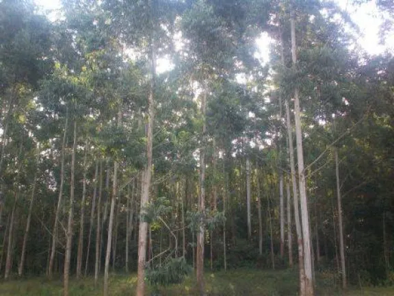 Imagem Terreno à Venda, 70.000 m² em Morro Chato - Turvo