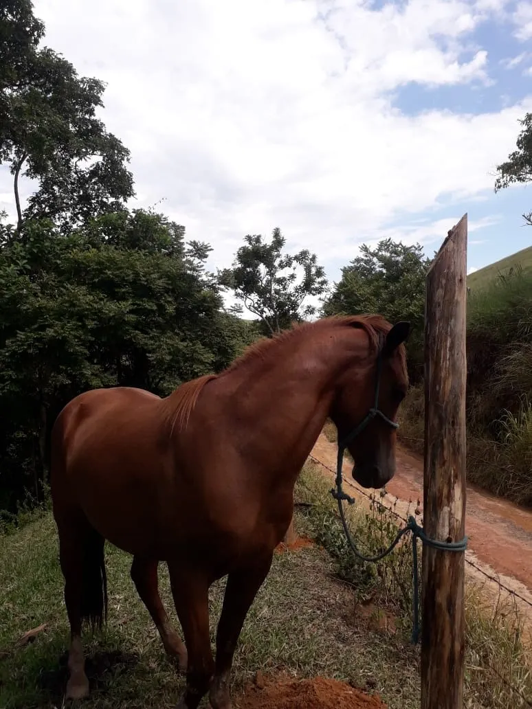 Imagem Chácara para Locação 840000M², Mandú, Pindamonhangaba - SP