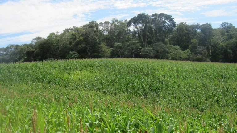 Imagem Área Agrícola para Venda em Concórdia, Rural