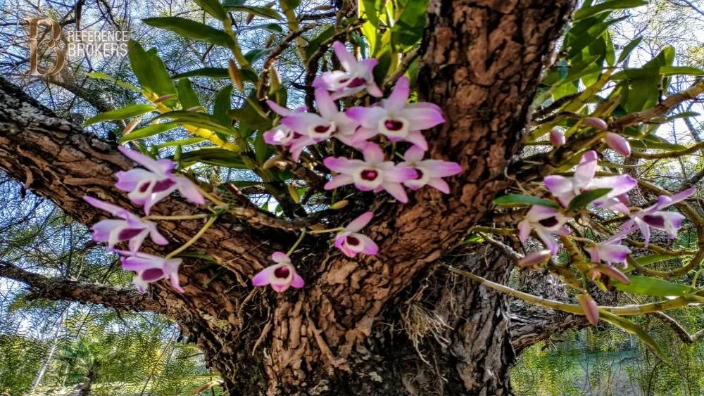 Imagem SÍTIO- PARQUE DAS LARANJEIRAS