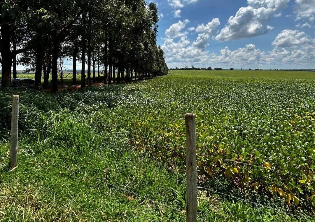 Imagem Vendo uma ótima fazenda em Dores do Indaiá/MG 205 hectares de terra