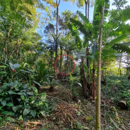 Imagem Lindo terreno na Beira Rio, com 1500 mt com patamar e area de preservaçao.