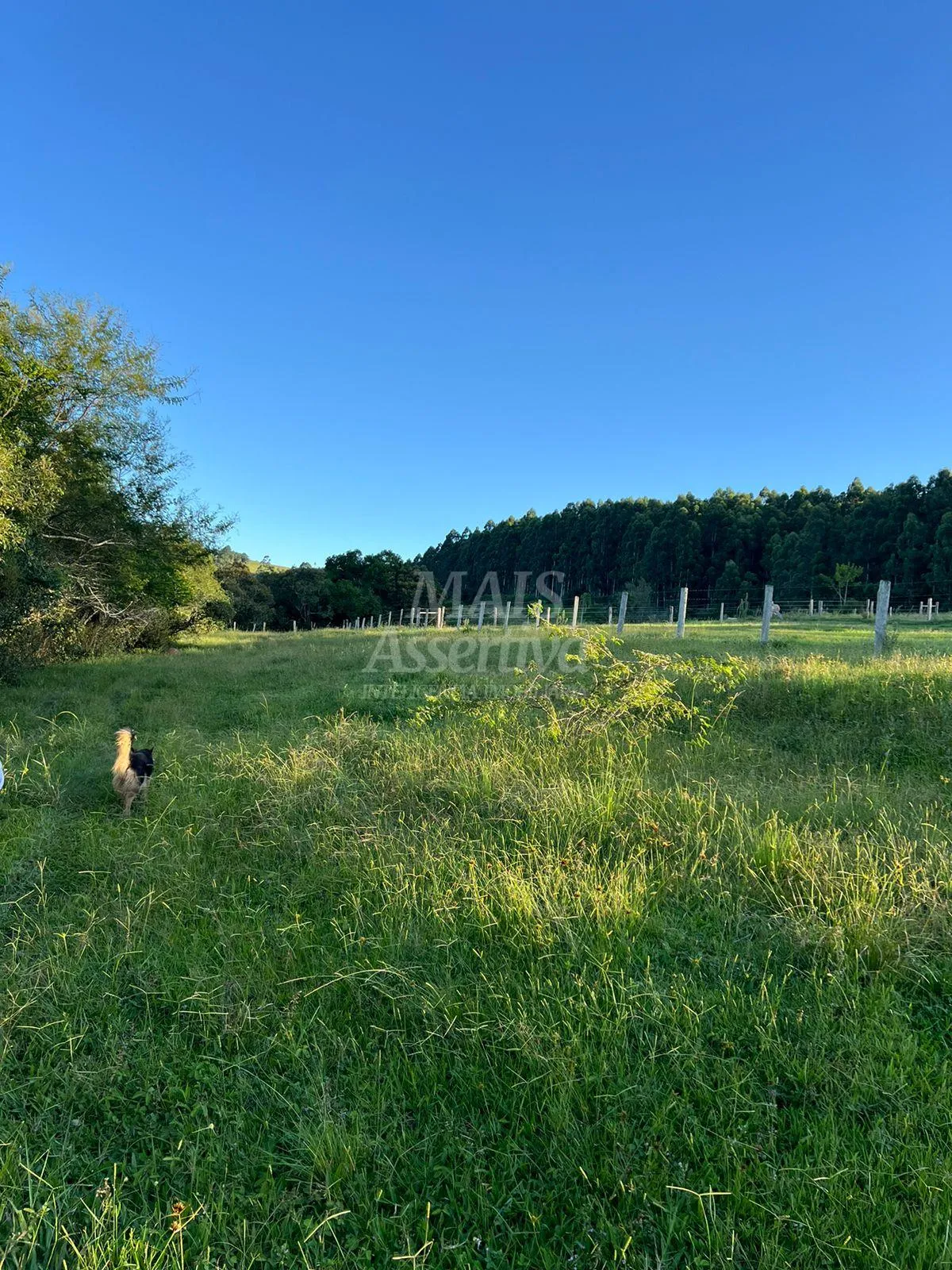 Imagem Chácara de 10 hectares para venda em Lomba Grande, Novo Hamburgo