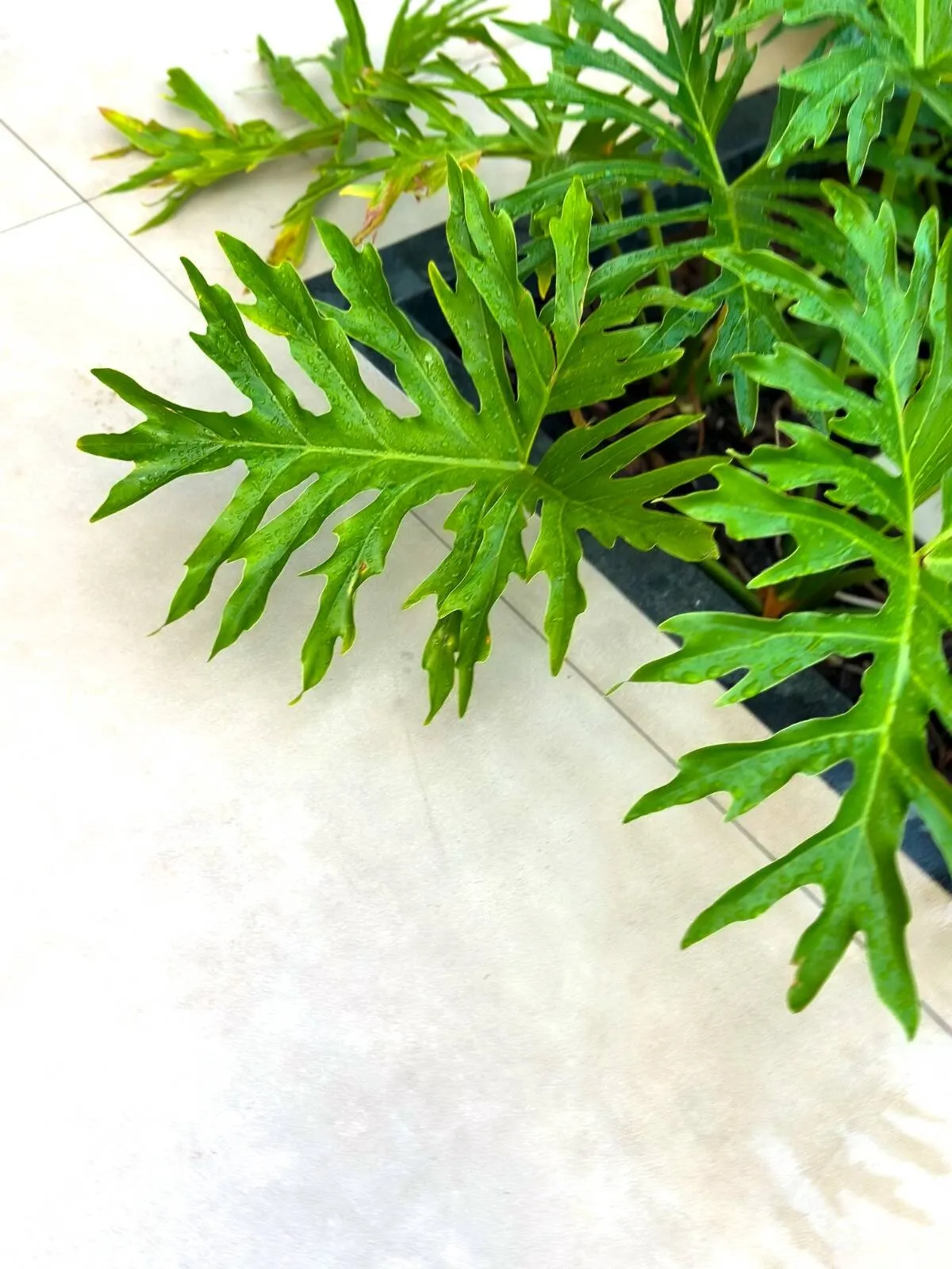 Imagem Sobrado 3 Suítes Condomínio Florais do Parque Bairro Jardim Itália