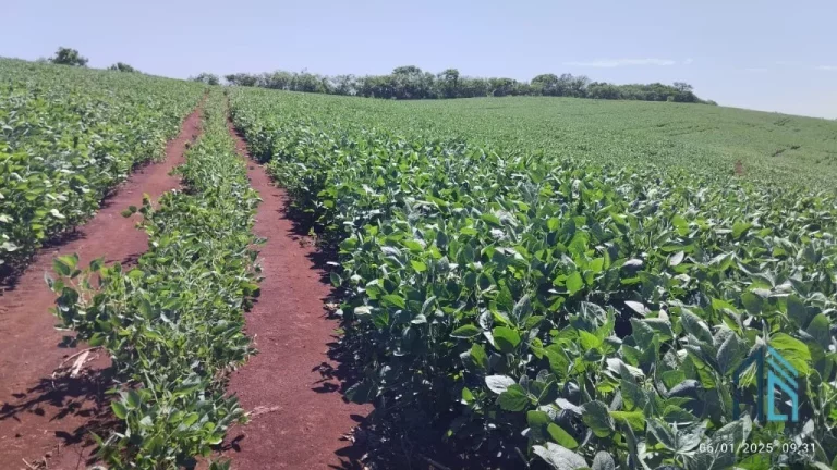 Imagem Fazenda com 57 alqueires (plantando 46) Solo roxo alta fertilidade, Engenheiro Beltrão PR