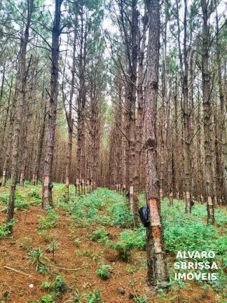 Imagem EXCELENTE FAZENDA COM PINUS A VENDA NA REGIÃO DE ITAPETININGA-SP